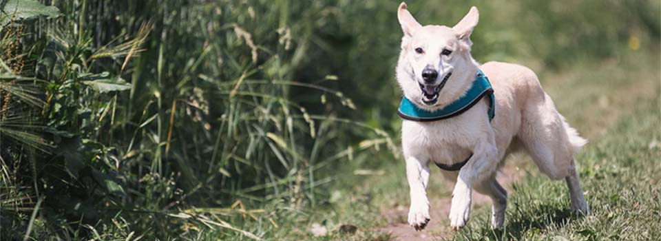 happy white dog running on path