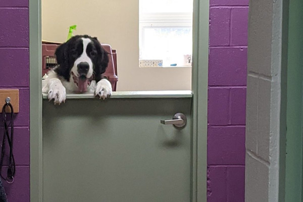 smiling dog in doorframe