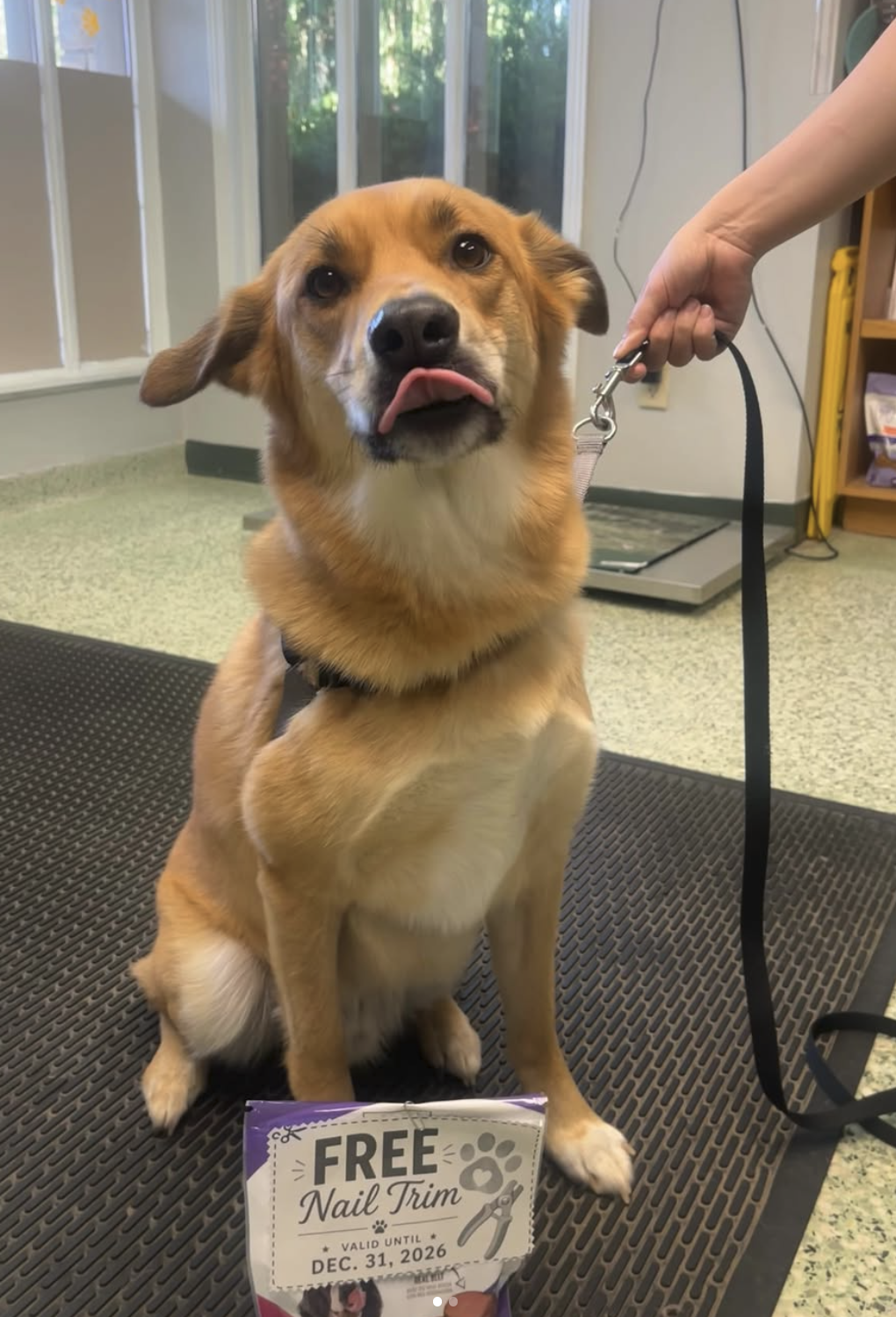 A vet with a happy pet